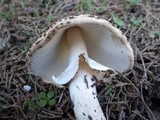 Echinoderma asperum image