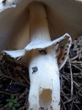 Echinoderma asperum image