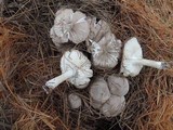 Tricholoma terreum image