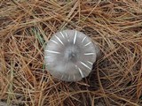 Tricholoma terreum image
