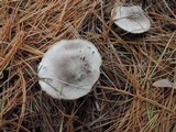 Tricholoma virgatum image