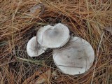 Tricholoma virgatum image