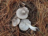 Tricholoma virgatum image