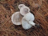Tricholoma virgatum image