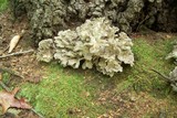 Grifola frondosa image