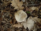 Clitopilus prunulus image