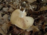 Clitopilus prunulus image