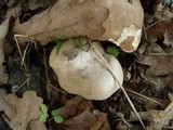 Clitopilus prunulus image