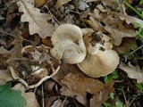 Clitopilus prunulus image