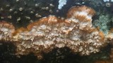 Phlebia radiata image