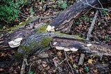 Trametes cubensis image