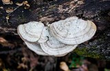 Trametes cubensis image