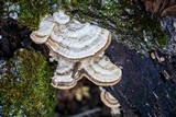 Trametes cubensis image