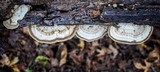 Trametes cubensis image
