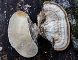 Trametes cubensis image