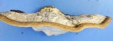 Trametes cubensis image