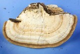 Trametes cubensis image