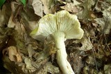 Tricholoma sejunctum image