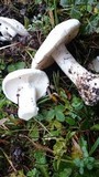 Amanita silvicola image