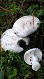 Amanita silvicola image