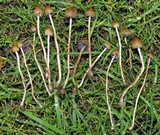 Psilocybe semilanceata image
