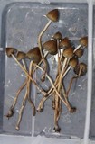 Psilocybe semilanceata image