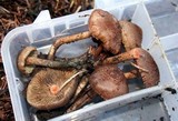 Inocybe hirsuta var. maxima image