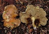 Gymnopilus punctifolius image