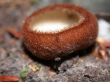 Humaria hemisphaerica image