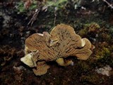 Gymnopilus punctifolius image