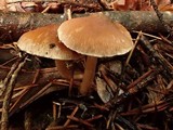 Inocybe phaeoleuca image