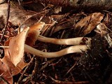 Inocybe phaeoleuca image