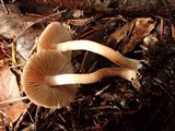 Inocybe phaeoleuca image