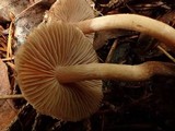 Inocybe phaeoleuca image