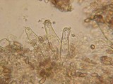 Inocybe phaeoleuca image