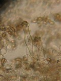 Inocybe phaeoleuca image