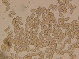Inocybe phaeoleuca image