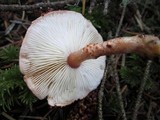 Cystodermella cinnabarina image
