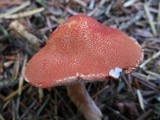 Cystodermella cinnabarina image