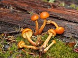 Gymnopilus bellulus image