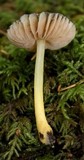 Pluteus romellii image