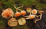 Pholiota astragalina image