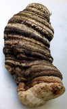 Fomitopsis officinalis image
