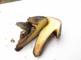 Suillus imitatus image
