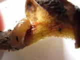 Suillus imitatus image