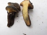 Suillus imitatus image
