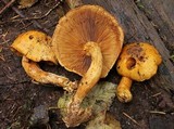 Gymnopilus luteus image