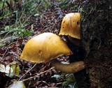 Gymnopilus luteus image