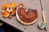 Fomitopsis mounceae image