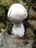 Cortinarius alboviolaceus image